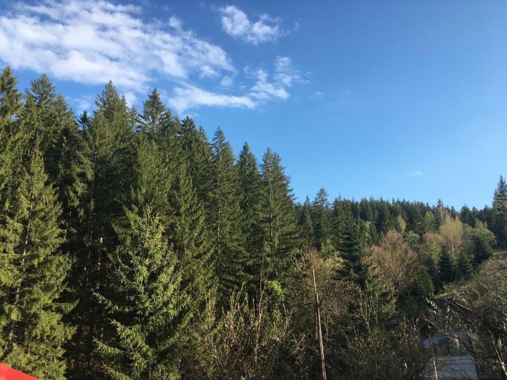 Forest Vibes Cîmpu lui Neag Eksteriør billede